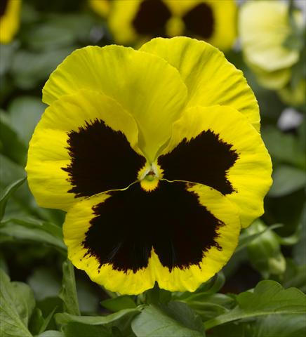 foto van een variëteit aan bloemen, te gebruiken als: Pot - en perkplant Viola wittrockiana Karma F1 Yellow Blotch Imp