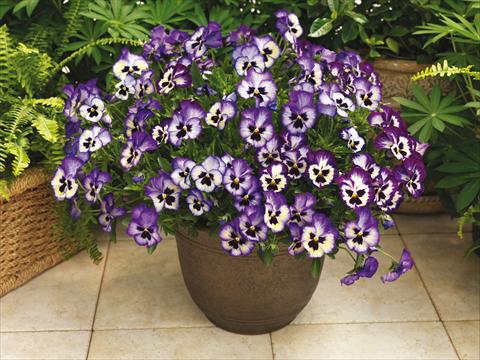 foto van een variëteit aan bloemen, te gebruiken als: Pot - en perkplant Viola wittrockiana Wonderfall™ F1 Blue Picotee Shades