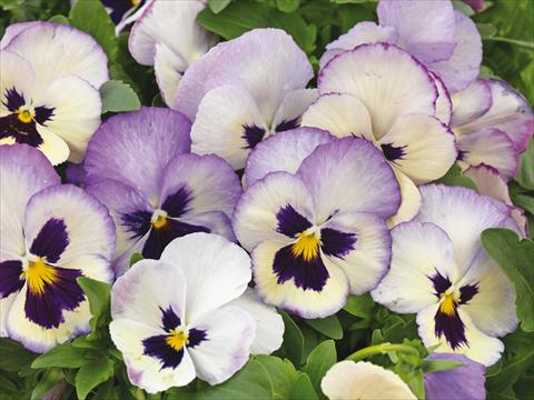 foto van een variëteit aan bloemen, te gebruiken als: Pot - en perkplant Viola wittrockiana Wonderfall™ F1 Lavender Picotee Shades