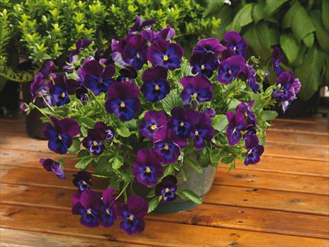 foto van een variëteit aan bloemen, te gebruiken als: Pot - en perkplant Viola wittrockiana Wonderfall™ F1 Purple and Blue Shades