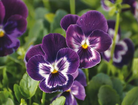 foto van een variëteit aan bloemen, te gebruiken als: Pot - en perkplant Viola wittrockiana Wonderfall™ F1 Purple with Face