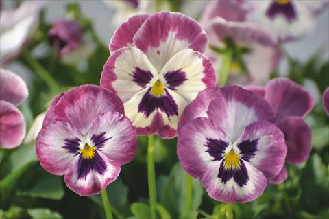 foto van een variëteit aan bloemen, te gebruiken als: Pot - en perkplant Viola wittrockiana Wonderfall™ F1 Rose Shades with Face