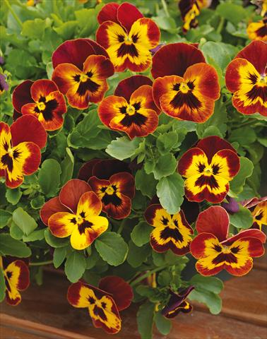foto van een variëteit aan bloemen, te gebruiken als: Pot - en perkplant Viola wittrockiana Wonderfall™ F1 Yellow Red Wing