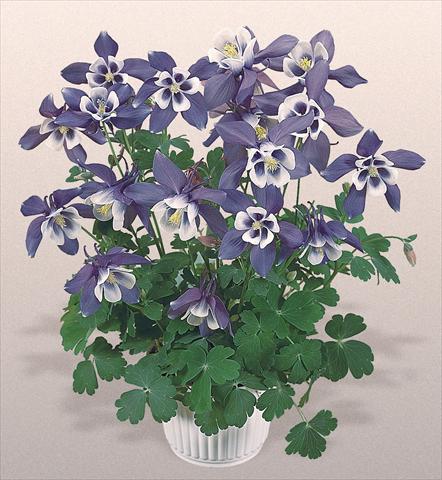 foto van een variëteit aan bloemen, te gebruiken als: Pot - en perkplant Aquilegia hybrida Spring Magic® Blue and White