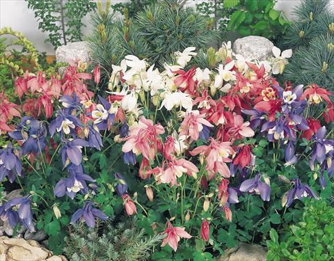 foto van een variëteit aan bloemen, te gebruiken als: Pot - en perkplant Aquilegia hybrida Spring Magic® Mix