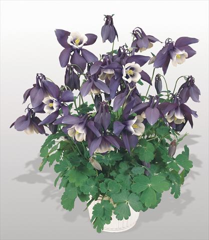foto van een variëteit aan bloemen, te gebruiken als: Pot - en perkplant Aquilegia hybrida Spring Magic® Navy and White