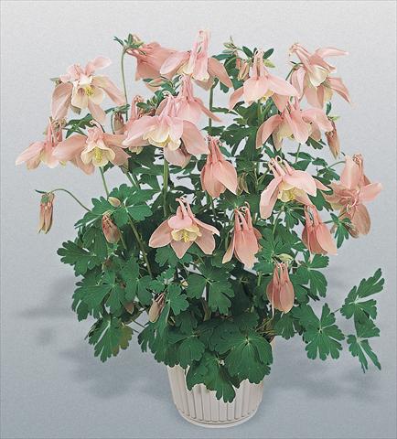 foto van een variëteit aan bloemen, te gebruiken als: Pot - en perkplant Aquilegia hybrida Spring Magic® Pink and White