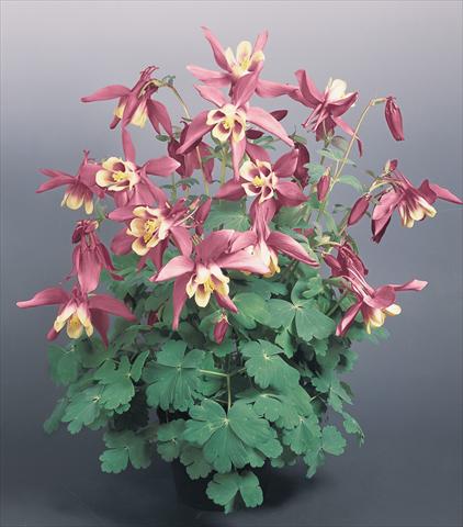 foto van een variëteit aan bloemen, te gebruiken als: Pot - en perkplant Aquilegia hybrida Spring Magic® Rose and Ivory