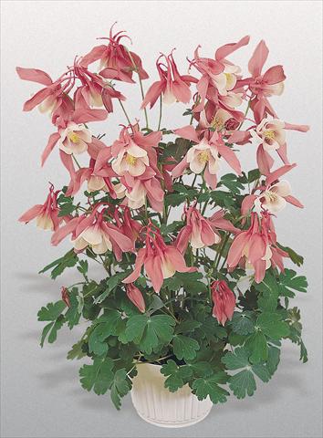 foto van een variëteit aan bloemen, te gebruiken als: Pot - en perkplant Aquilegia hybrida Spring Magic® Rose and White