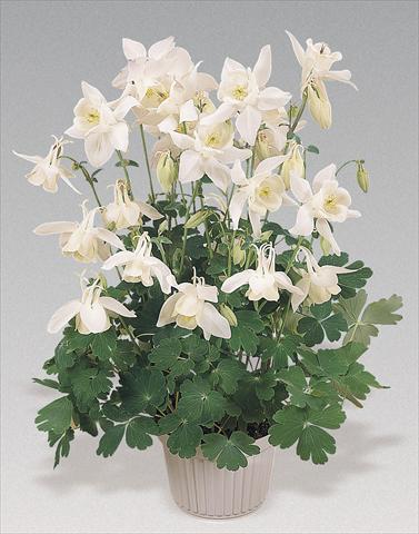 foto van een variëteit aan bloemen, te gebruiken als: Pot - en perkplant Aquilegia hybrida Spring Magic® White