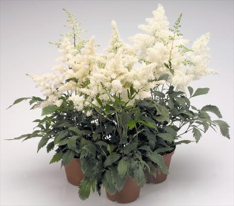 foto van een variëteit aan bloemen, te gebruiken als: Pot - en perkplant Astilbe arendsii Astary® White
