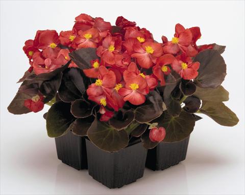 foto van een variëteit aan bloemen, te gebruiken als: Pot - en perkplant Begonia semperflorens Nightlife Red