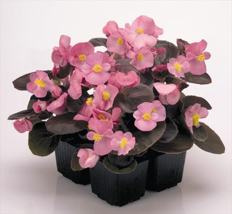 foto van een variëteit aan bloemen, te gebruiken als: Pot - en perkplant Begonia semperflorens Nightlife Rose