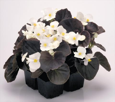 foto van een variëteit aan bloemen, te gebruiken als: Pot - en perkplant Begonia semperflorens Nightlife White