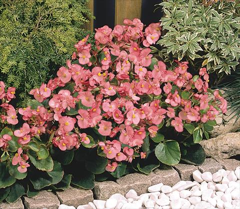 foto van een variëteit aan bloemen, te gebruiken als: Pot - en perkplant Begonia semperflorens Sprint Deep Pink
