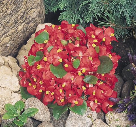 foto van een variëteit aan bloemen, te gebruiken als: Pot - en perkplant Begonia semperflorens Sprint Red