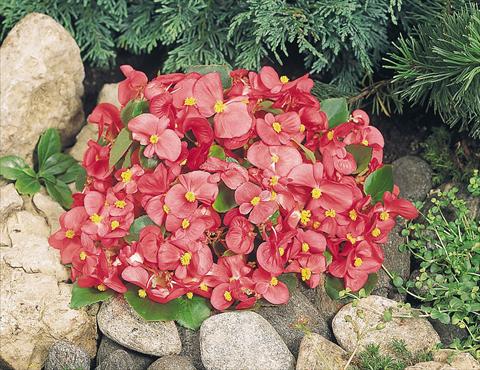 foto van een variëteit aan bloemen, te gebruiken als: Pot - en perkplant Begonia semperflorens Sprint Rose