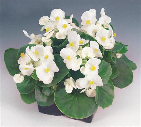 foto van een variëteit aan bloemen, te gebruiken als: Pot - en perkplant Begonia semperflorens Sprint White