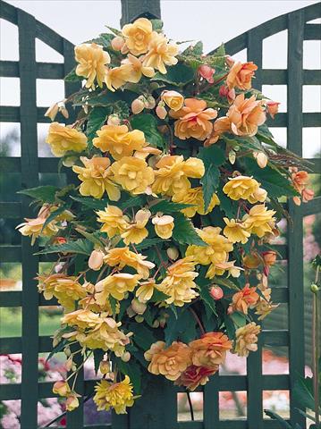 foto van een variëteit aan bloemen, te gebruiken als: Potplant, perkplant, patioplant, korfplant Begonia tuberhybrida Illumination® Apricot