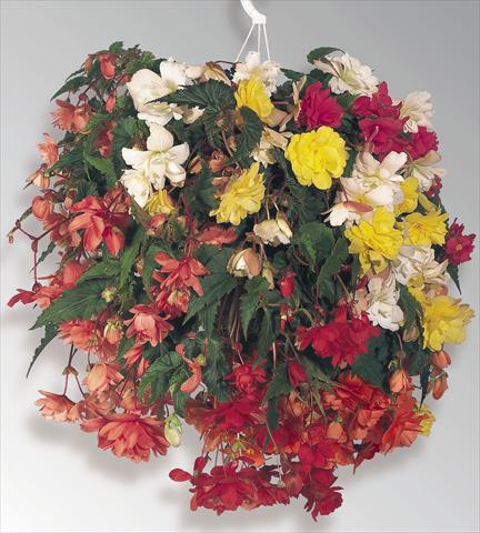 foto van een variëteit aan bloemen, te gebruiken als: Potplant, perkplant, patioplant, korfplant Begonia tuberhybrida Illumination® Mix