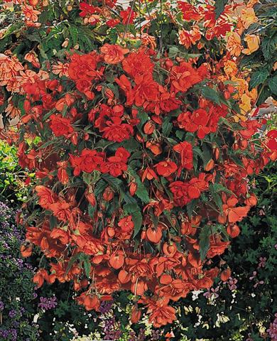 foto van een variëteit aan bloemen, te gebruiken als: Potplant, perkplant, patioplant, korfplant Begonia tuberhybrida Illumination® Orange