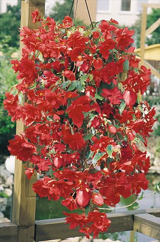 foto van een variëteit aan bloemen, te gebruiken als: Potplant, perkplant, patioplant, korfplant Begonia tuberhybrida Illumination® Rose