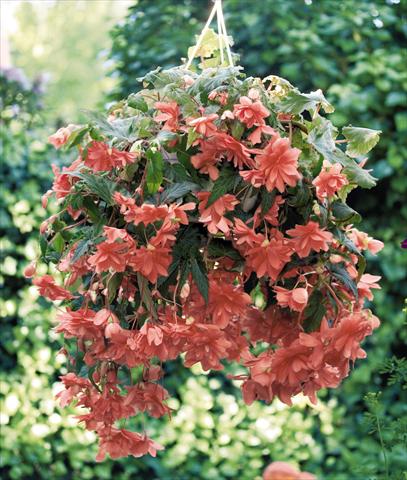foto van een variëteit aan bloemen, te gebruiken als: Potplant, perkplant, patioplant, korfplant Begonia tuberhybrida Illumination® Salmon Pink