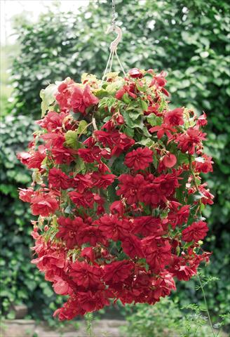 foto van een variëteit aan bloemen, te gebruiken als: Potplant, perkplant, patioplant, korfplant Begonia tuberhybrida Illumination® Scarlet