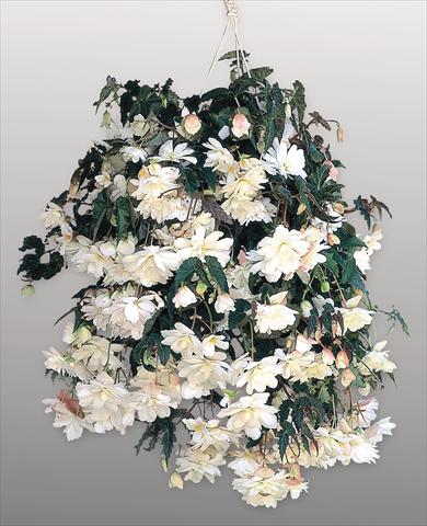 foto van een variëteit aan bloemen, te gebruiken als: Potplant, perkplant, patioplant, korfplant Begonia tuberhybrida Illumination® White