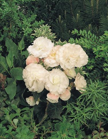 foto van een variëteit aan bloemen, te gebruiken als: Potplant, perkplant, patioplant, korfplant Begonia tuberhybrida NonStop® Apple Blossom