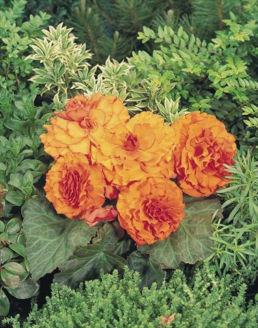 foto van een variëteit aan bloemen, te gebruiken als: Potplant, perkplant, patioplant, korfplant Begonia tuberhybrida NonStop® Apricot