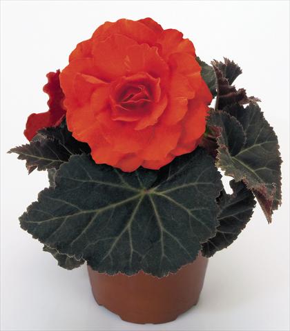 foto van een variëteit aan bloemen, te gebruiken als: Potplant, perkplant, patioplant, korfplant Begonia tuberhybrida NonStop® Mocca Deep Orange