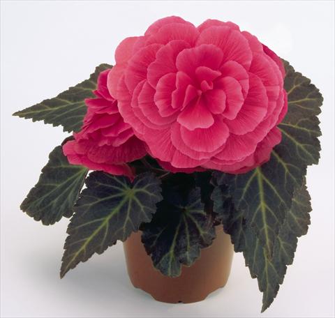 foto van een variëteit aan bloemen, te gebruiken als: Potplant, perkplant, patioplant, korfplant Begonia tuberhybrida NonStop® Mocca Pink Shades