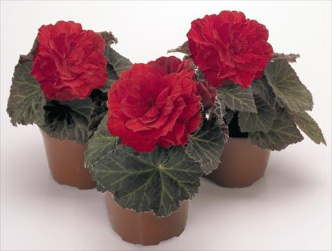 foto van een variëteit aan bloemen, te gebruiken als: Potplant, perkplant, patioplant, korfplant Begonia tuberhybrida NonStop® Mocca Scarlet