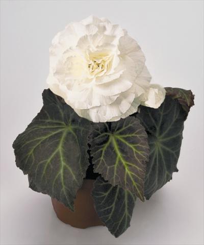 foto van een variëteit aan bloemen, te gebruiken als: Potplant, perkplant, patioplant, korfplant Begonia tuberhybrida NonStop® Mocca White