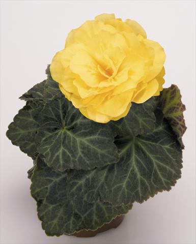foto van een variëteit aan bloemen, te gebruiken als: Potplant, perkplant, patioplant, korfplant Begonia tuberhybrida NonStop® Mocca Yellow