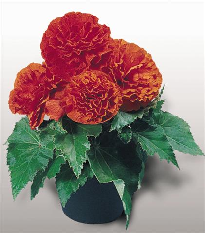 foto van een variëteit aan bloemen, te gebruiken als: Potplant, perkplant, patioplant, korfplant Begonia tuberhybrida NonStop® Orange
