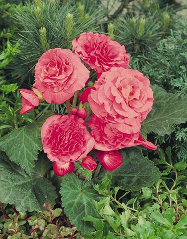foto van een variëteit aan bloemen, te gebruiken als: Potplant, perkplant, patioplant, korfplant Begonia tuberhybrida NonStop® Pink