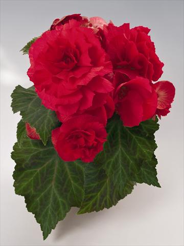 foto van een variëteit aan bloemen, te gebruiken als: Potplant, perkplant, patioplant, korfplant Begonia tuberhybrida NonStop® Red