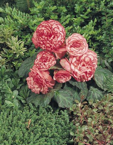 foto van een variëteit aan bloemen, te gebruiken als: Potplant, perkplant, patioplant, korfplant Begonia tuberhybrida NonStop® Rose Petticoat