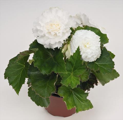foto van een variëteit aan bloemen, te gebruiken als: Potplant, perkplant, patioplant, korfplant Begonia tuberhybrida NonStop® White