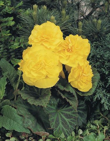foto van een variëteit aan bloemen, te gebruiken als: Potplant, perkplant, patioplant, korfplant Begonia tuberhybrida NonStop® Yellow