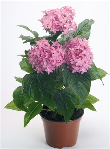 foto van een variëteit aan bloemen, te gebruiken als: Pot - en perkplant Pentas lanceolata Kaleidoscope Pink