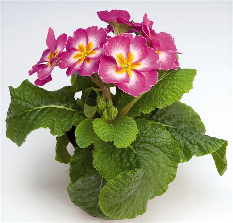 foto van een variëteit aan bloemen, te gebruiken als: Pot - en perkplant Primula elatior Piano Rose Bicolor