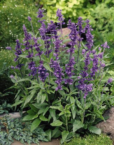 foto van een variëteit aan bloemen, te gebruiken als: Perkplant / Borders Salvia farinacea Evolution® Violet