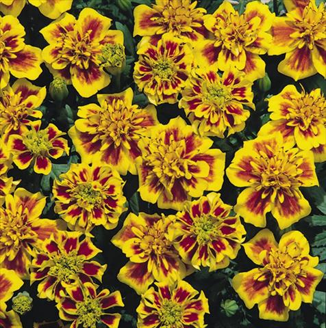 foto van een variëteit aan bloemen, te gebruiken als: Perkplant / Borders Tagetes patula Hero™ Bee