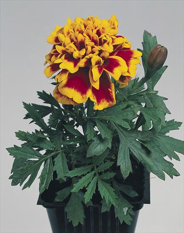 foto van een variëteit aan bloemen, te gebruiken als: Perkplant / Borders Tagetes patula Hero™ Flame