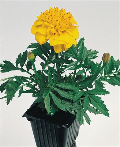 foto van een variëteit aan bloemen, te gebruiken als: Perkplant / Borders Tagetes patula Hero™ Gold