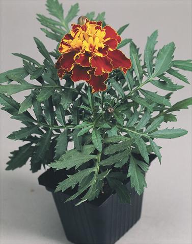 foto van een variëteit aan bloemen, te gebruiken als: Perkplant / Borders Tagetes patula Hero™ Harmony