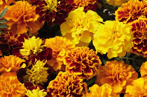foto van een variëteit aan bloemen, te gebruiken als: Perkplant / Borders Tagetes patula Hero™ Mix